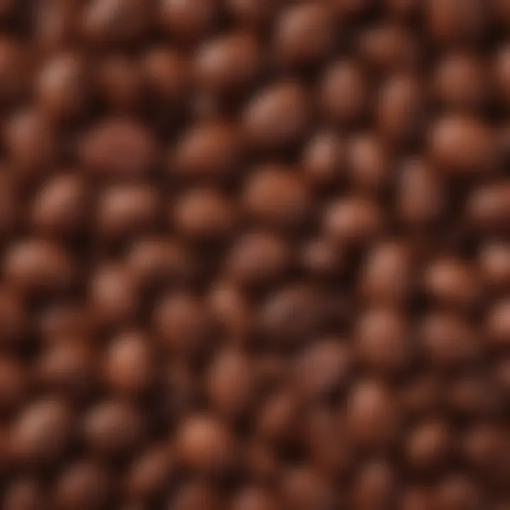 Close-up of high-quality cocoa beans used in chocolate making