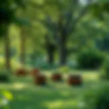 Lush green picnic area surrounded by trees