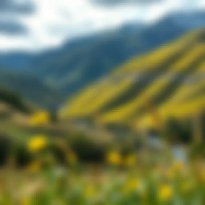 Natural landscape of the Anzer Valley, home of Anzer honey