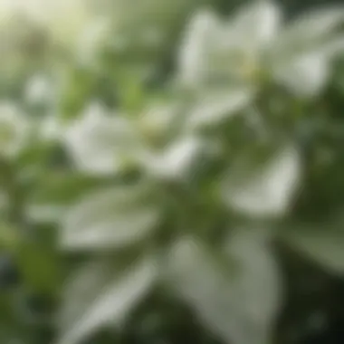 Close-up of white tea leaves with dew drops