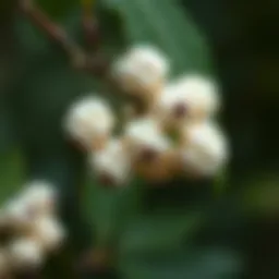 Close-up of white mulberries on a branch