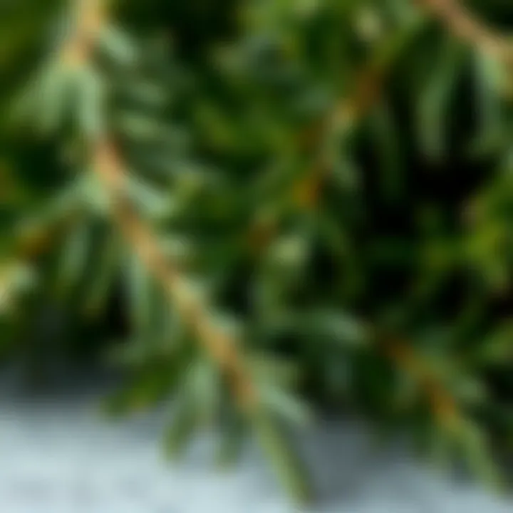 Close-up of rosemary leaves highlighting its natural essence