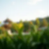 A serene view of Camlidere picnic area surrounded by lush greenery