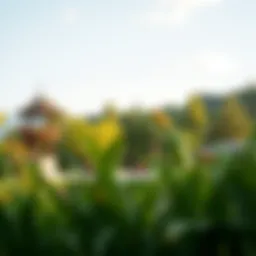 A serene view of Camlidere picnic area surrounded by lush greenery