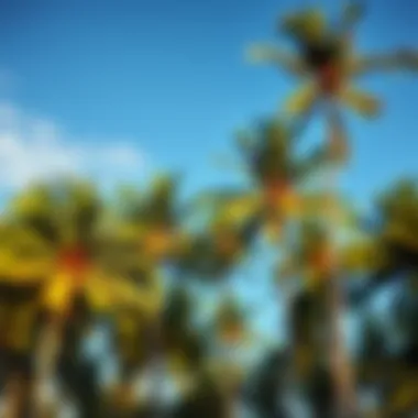 A landscape of coconut trees under a blue sky