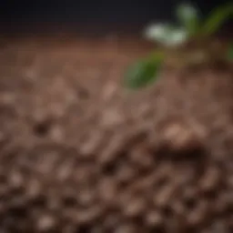 Artisan coffee beans freshly selected for cold brewing