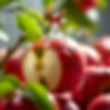 Hydration and apples