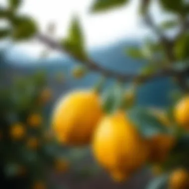 Fresh Lemons Ready for Harvest Close-up of fresh lemons on a branch