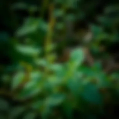 Nature's Gift: Fresh Nettle Fresh nettle plants growing in the wild