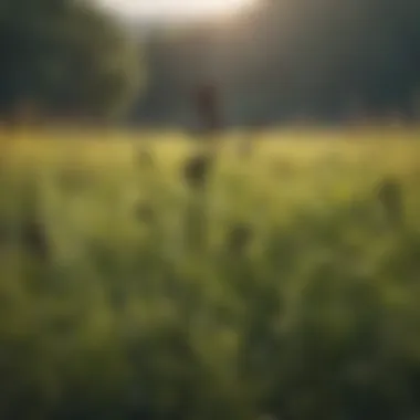 A lush green field of black cumin plants under sunlight