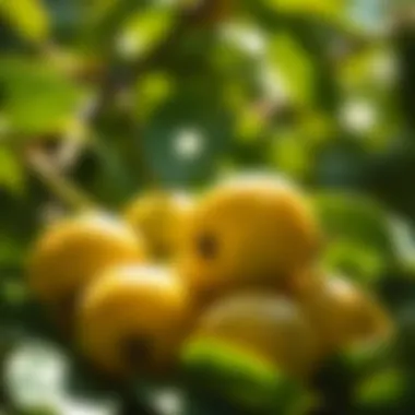 Close-up of green plums with leaves in sunlight