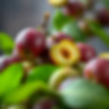 Nutritional chart of green plums highlighting benefits