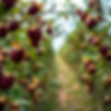 Harvesting dried paradise fruit in an orchard