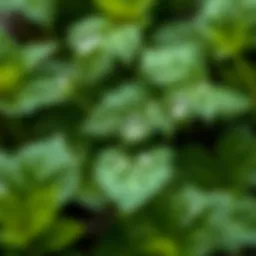 Close-up of nettle leaves with dew drops