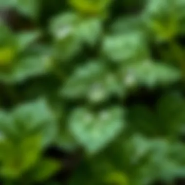 Close-up of nettle leaves with dew drops