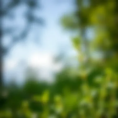 Nettle plant in a lush green environment