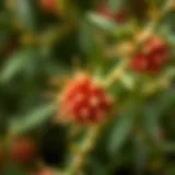 Vibrant jojoba plant with seeds