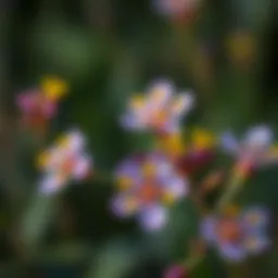Close-up of St. John's Wort flowers