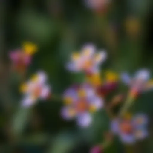 St. John's Wort Flowers Close-up of St. John's Wort flowers