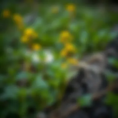 St. John's Wort Plant in Nature St. John's Wort plant in a natural setting