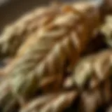 Dried Karabaş Plant Leaves Dried herbal leaves of Karabaş plant showcasing its texture and color