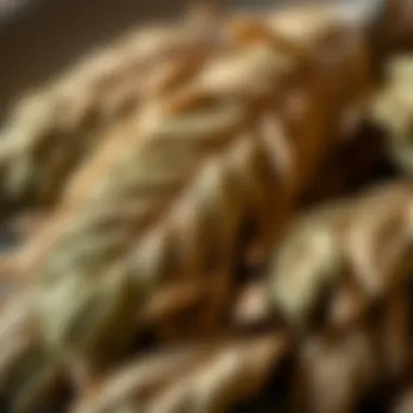 Dried Karabaş Plant Leaves Dried herbal leaves of Karabaş plant showcasing its texture and color