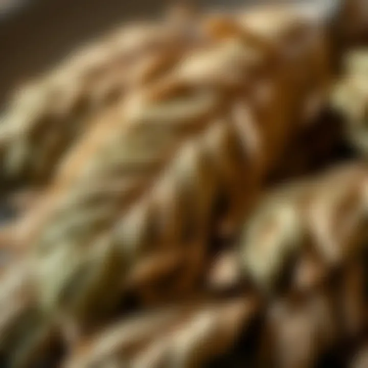 Dried Karabaş Plant Leaves Dried herbal leaves of Karabaş plant showcasing its texture and color