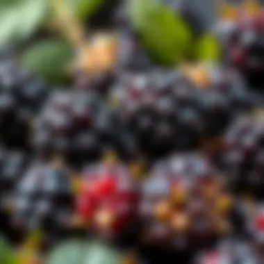 A close-up view of blackberries showcasing their nutrients and health benefits