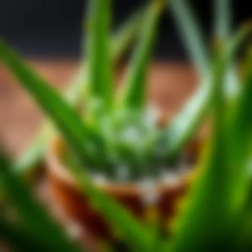 A soothing aloe vera plant with its gel being extracted