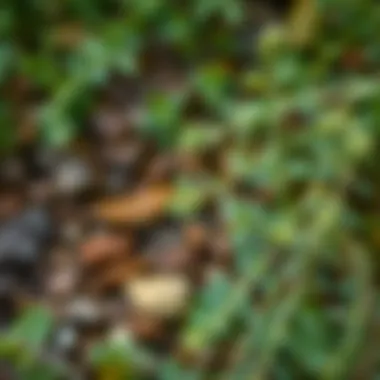 Oregano plant growing in a natural environment