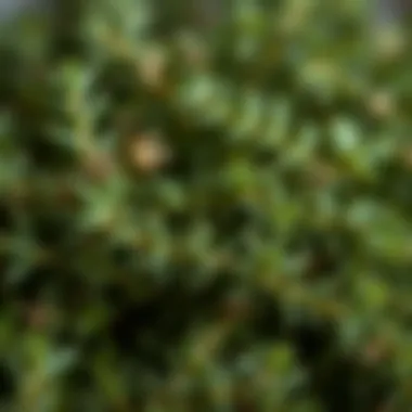 A close-up of thyme leaves showcasing their richness