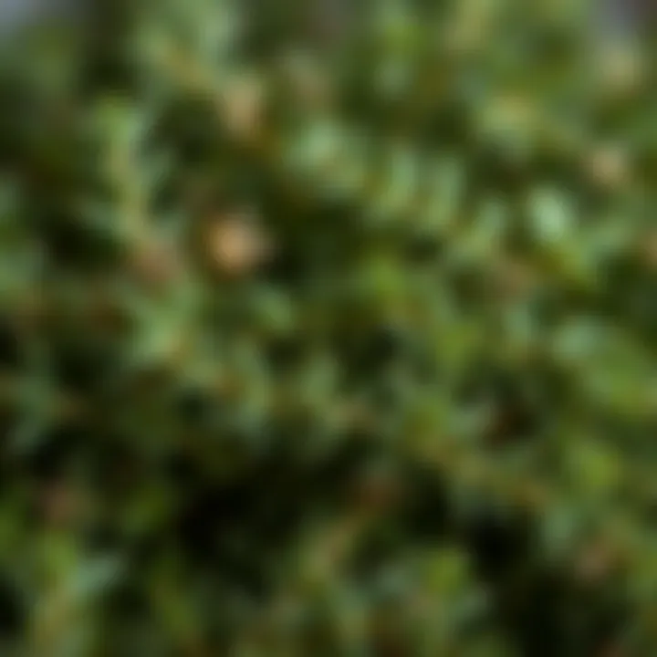 A close-up of thyme leaves showcasing their richness