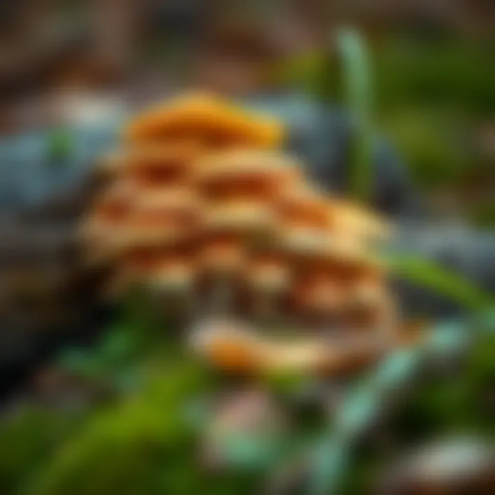 Healthy mushroom clusters thriving on a log