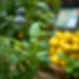 Lemon balm plant thriving in a garden