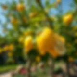 Vibrant lemon tree in a sunny garden