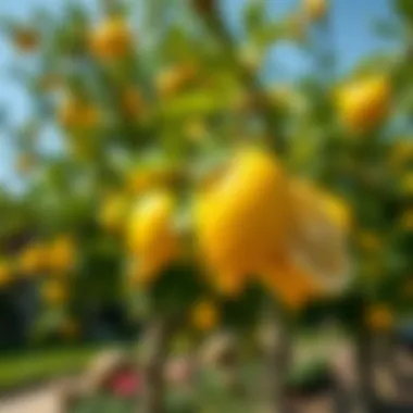 Lemon Tree in Bloom Vibrant lemon tree in a sunny garden