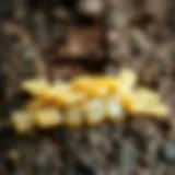 Close-up view of natural manna on a tree bark