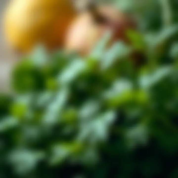 Detailed View of the Fragrant Leaves Close-up of a fragrant herb with parsley-like leaves