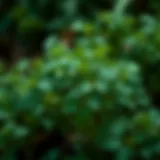 Aromatic herb resembling parsley in a garden setting