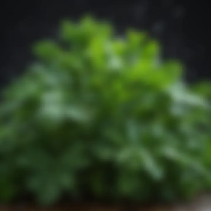 A close-up of parsley-like herbs with droplets of water