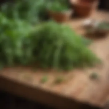 Freshly harvested herbs on a wooden table