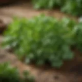 A variety of herbs resembling parsley