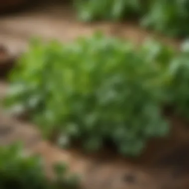 A variety of herbs resembling parsley