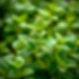 Fresh lemon balm leaves for tea infusion