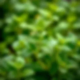 Fresh lemon balm leaves for tea infusion