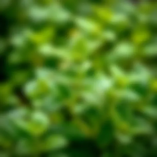 Fresh lemon balm leaves for tea infusion