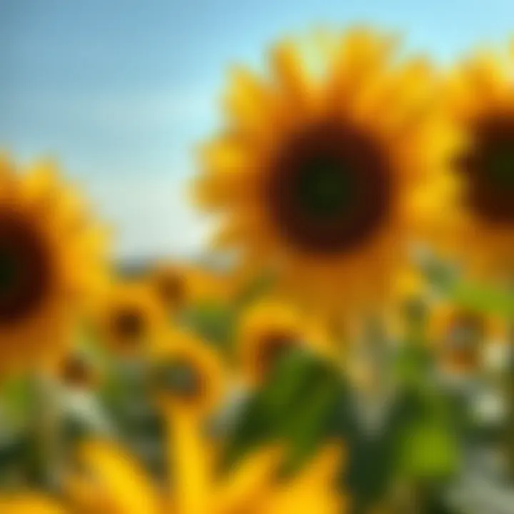 A serene landscape showcasing natural sources of vitamin E, like sunflowers