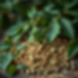Nettle seeds displayed in a natural setting