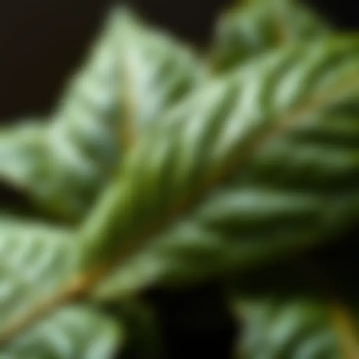 Close-up of Oğul Otu leaves showcasing their texture