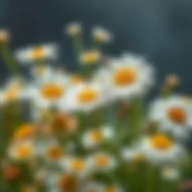 An assortment of herbal remedies showcasing oxeye daisy among other beneficial plants